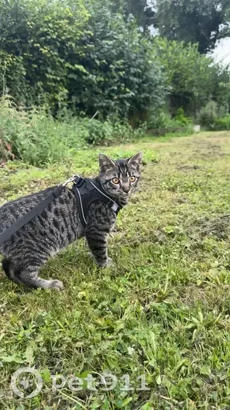 Chaton tigré perdu, Achères, craintif - photo