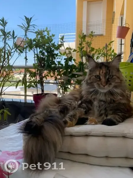 Chatte Maine Coon perdue à Vichy - photo