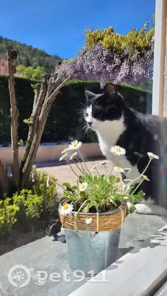 Chatte perdue noire & blanche à Gap - photo