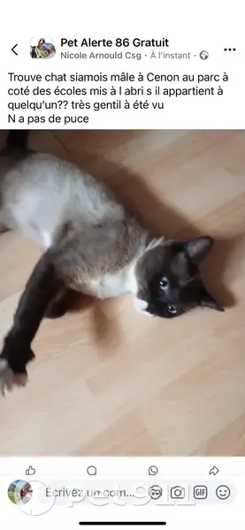 Siamoise noir-beige yeux bleus trouvée Cenon - photo