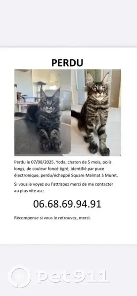 Chat perdu : tigré foncé, poils blancs - photo