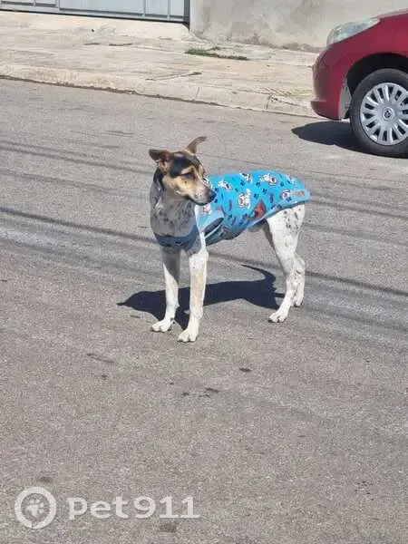 Cachorro encontrado Macho (brf001355) - photo
