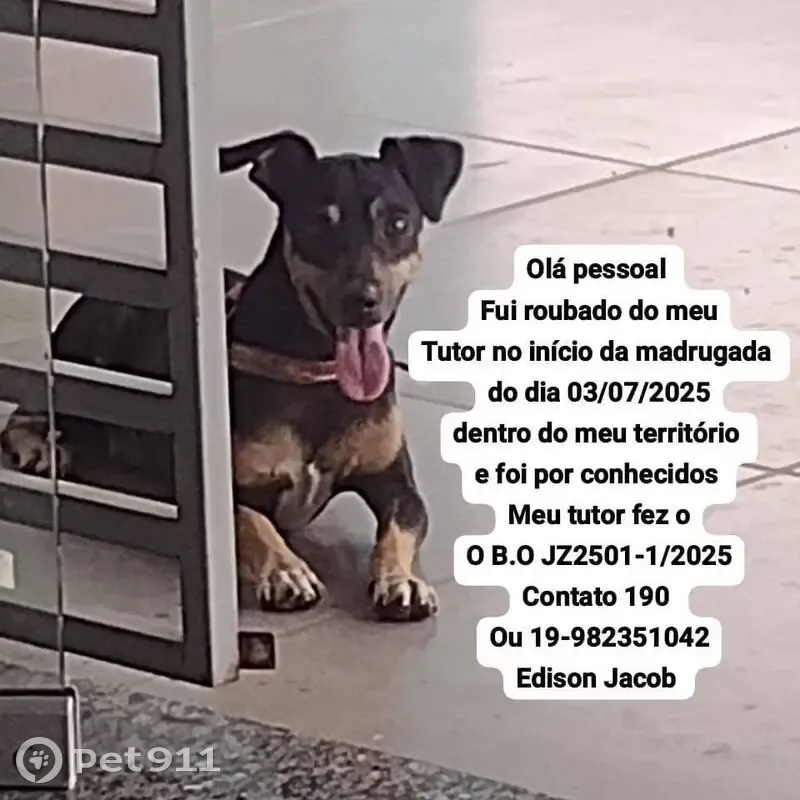 Cachorro perdido Macho (brl001357) - photo