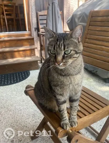 Chat Européen gris perdu à Craponne - photo