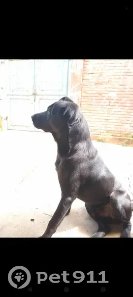 Cachorro perdido Macho (brl001359) - photo