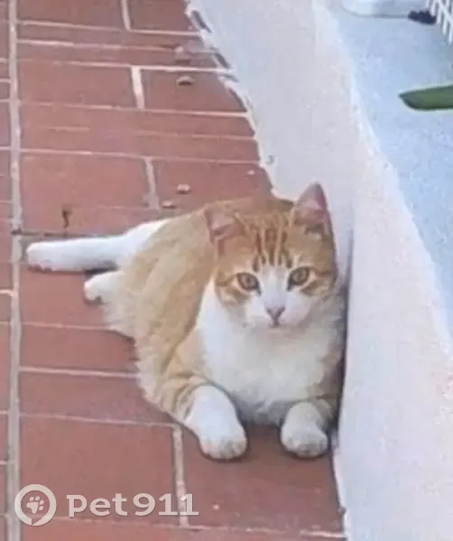 Chat roux et blanc perdu à Saint Pierre - photo