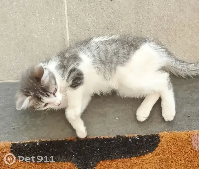 Chat tigré gris/blanc trouvé à La Houssaye - photo