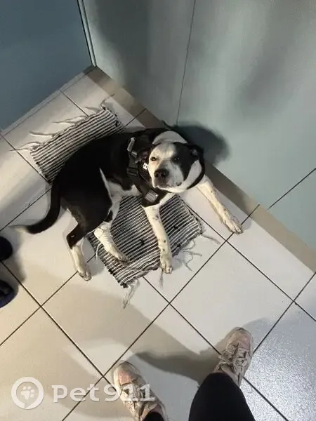 Cachorro encontrado - photo