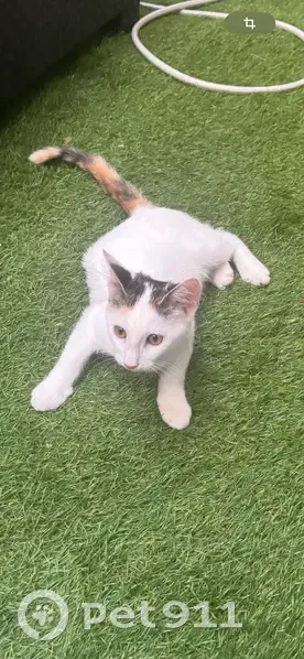 Chatte blanche perdue, queue grise, sociable - photo