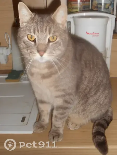 Chat gris tigré perdu à Grabels - photo