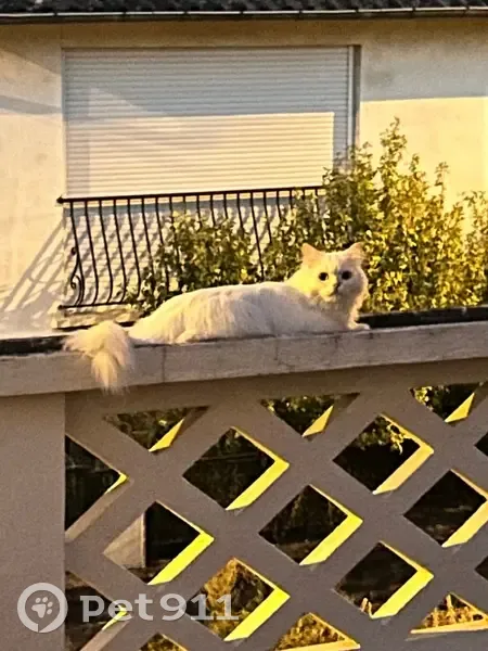 Chat blanc persan perdu à Gerzat - photo