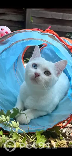 Chatte blanche perdue à Tours Nord - photo