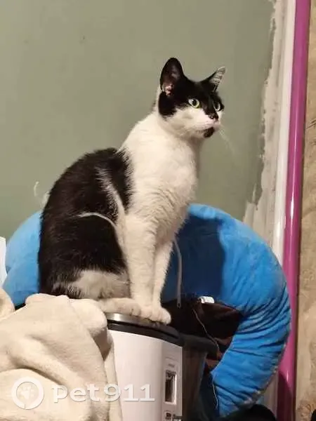 Chat perdu : mâle noir/blanc, Argenteuil - photo