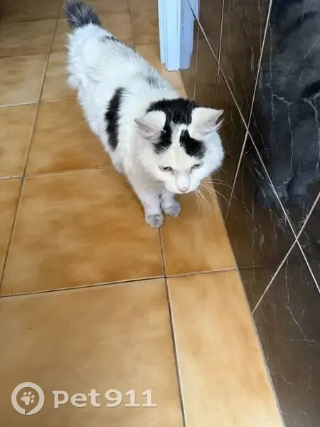 Chat noir et blanc trouvé à Tourcoing - photo