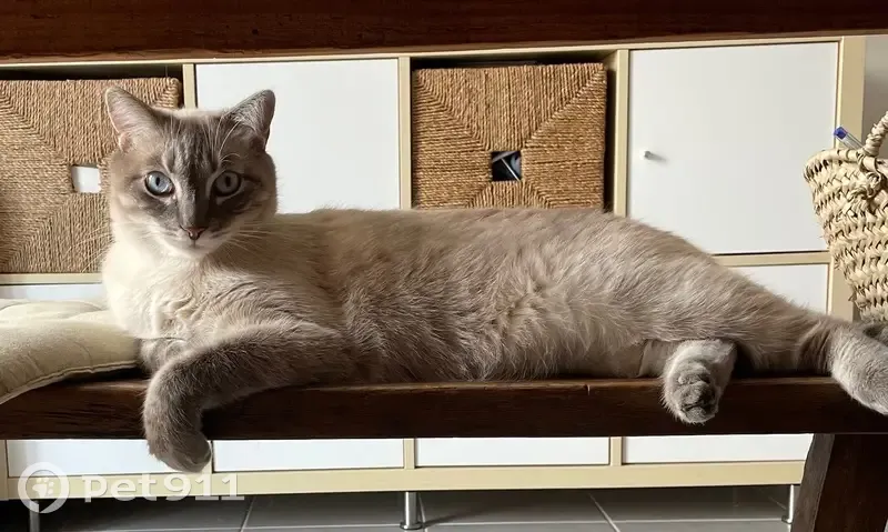 Chat perdu : mâle Sacré de Birmanie, Arsac - photo