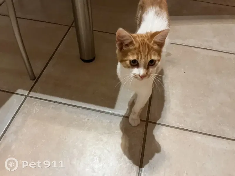 Chaton blanc et roux trouvé à Saint-Pol-de-Léon - photo