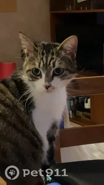 Chat perdu : Européen gris/blanc, Longeau - photo