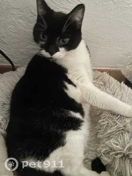 Chat noir et blanc perdu, Grasse - photo