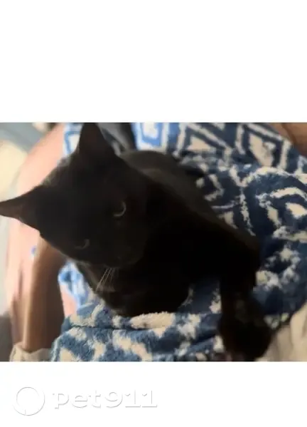Chat noire yeux verts perdue Rue Blanche - photo