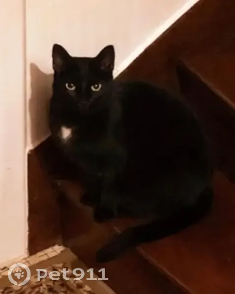Chatte perdue: noire, cœur blanc, yeux verts - photo