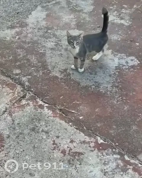 Chatte 4 mois disparue, blessée, Marseille - photo