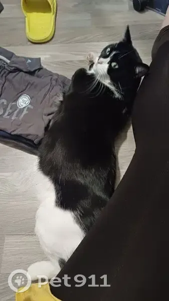 Chatte perdue noire et blanche à Bourg-la-Reine - photo