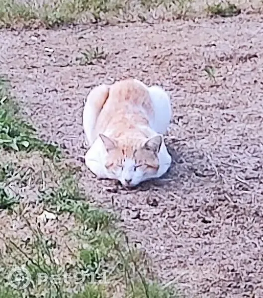 Chat roux/blanc trouvé à La Heurtaudrie - photo