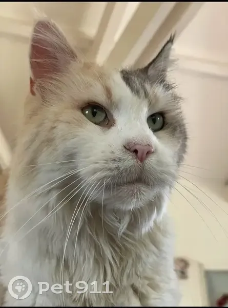 Chatte perdue Syndelle, 10 ans, yeux verts - photo