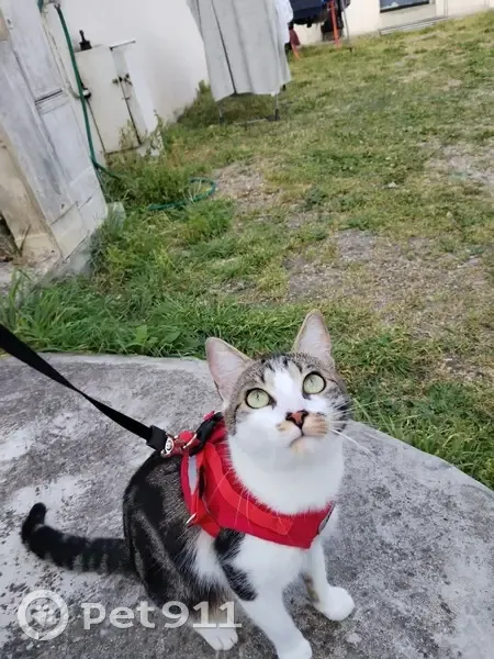 Chat perdu à Argenteuil : blanc et tigré - photo