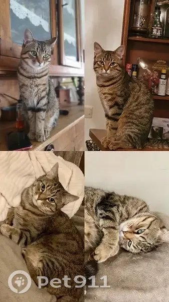 Chat perdu, castré, pucé, Le Poiré-sur-Vie - photo