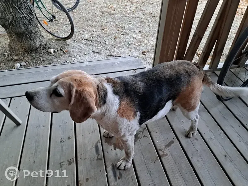 Beagle femelle âgée trouvée à Die - photo