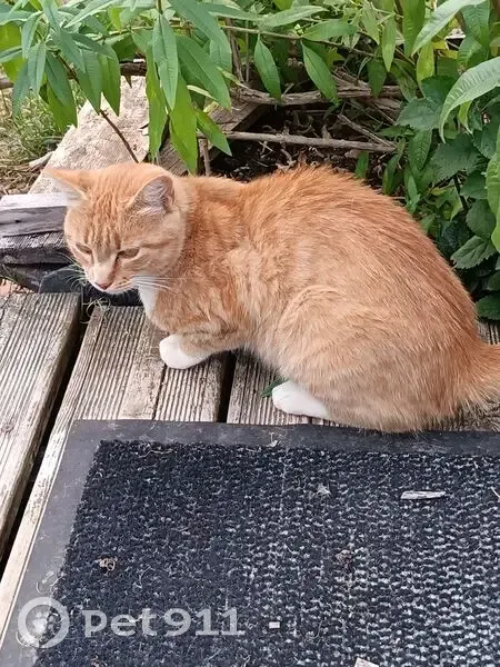 Chat roux et blanc trouvé à Saulnières - photo