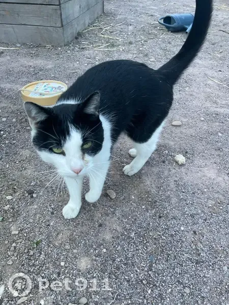Chat noir et blanc trouvé à Mutzig - photo