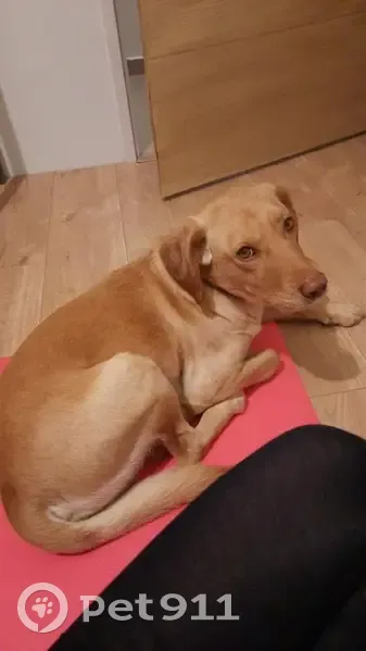 Chien crème perdu à Mézériat - photo