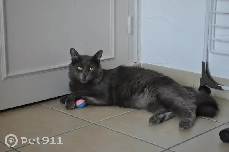 Chat Angora gris perdu à Brézins - photo