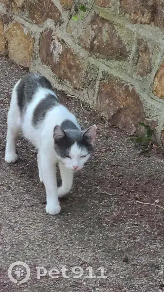 Chatte blanche et noire trouvée à Limoges - photo