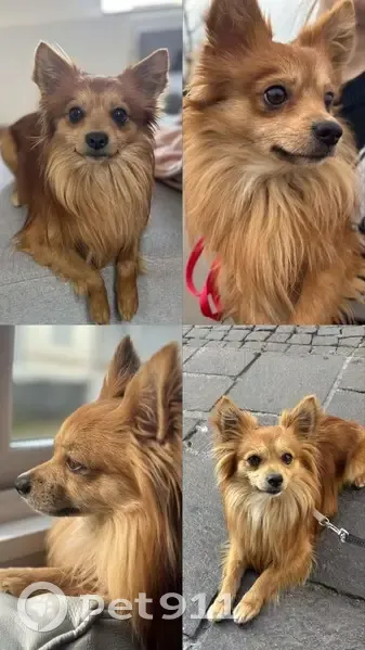 Chien roux perdu à Agde, peureux - photo