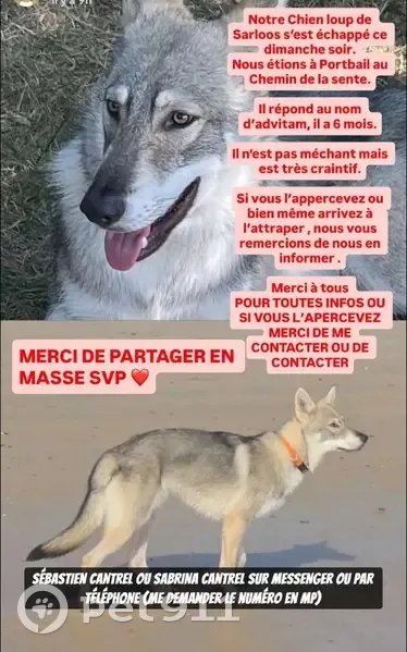 Chien loup perdu à Port-Bail-sur-Mer - photo