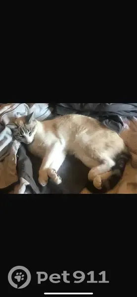 Chatte perdue à Bordeaux, secteur Thiers - photo