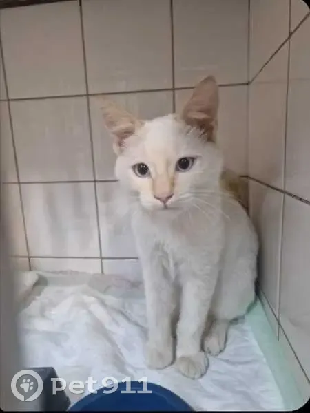 Chaton blanc-roux trouvé, très sociable - photo