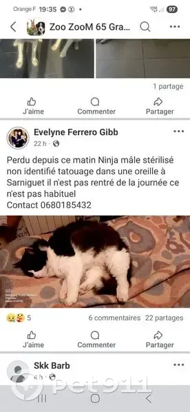 Chat perdu à Sarniguet, noir/blanc/roux - photo
