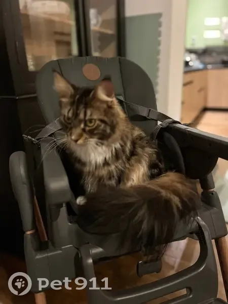 Chatte Main Coon perdue à Melgven - photo