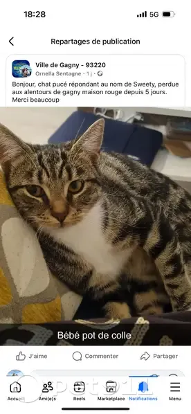 Chatte tigrée perdue à Gagny - photo