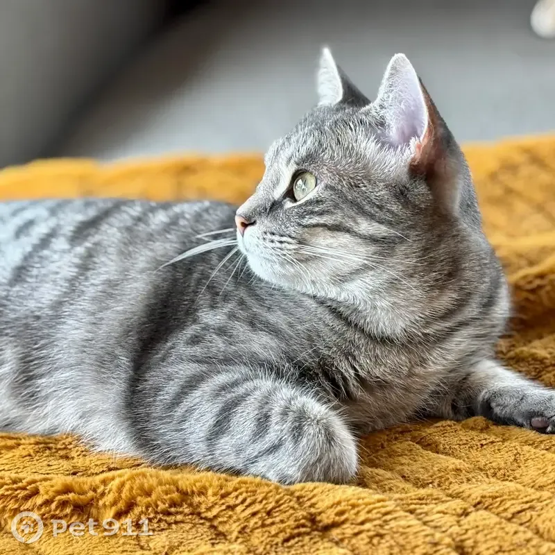 Chatte perdue, douce et câline, Sèvres - photo