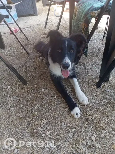 Chien noir et blanc perdu à Pradines - photo