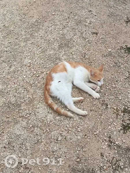 Chat câlin trouvé Rue du Cloître, Paris - photo