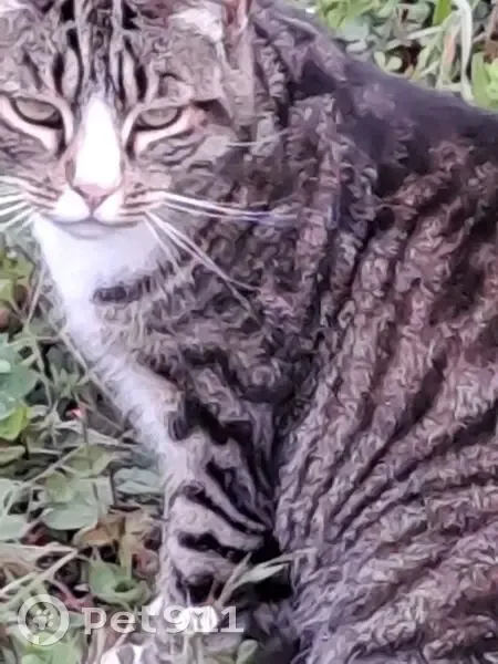 Chatte tigrée douce trouvée à Plancher-Bas - photo