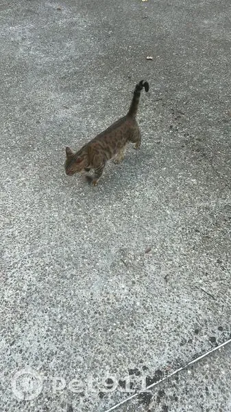 Chat perdu : Lily, tigrée, secteur Montmorency - photo