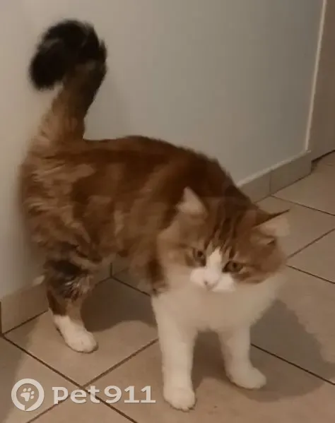 Chat perdu à La Remaudière - photo
