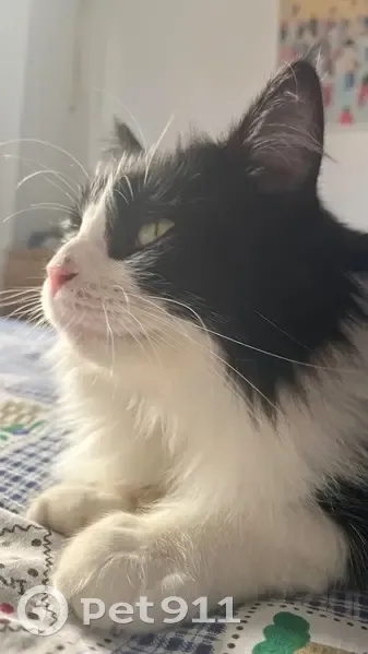 Chat noir et blanc perdu à Fontenay-sous-Bois - photo